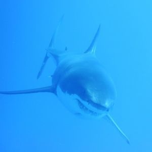 Meet your Posher, Malonie